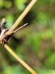 Smilax glabra