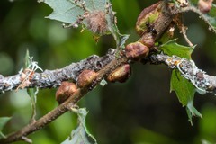 Disholandricus chrysolepidis