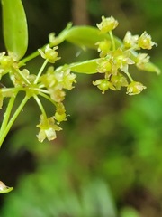 Smilax glabra