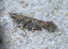 Aristotelia rubidella
