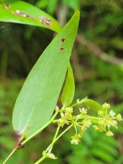 Smilax glabra