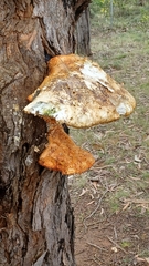 Laetiporus portentosus
