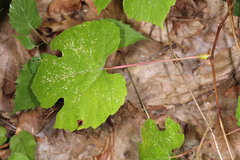 Neolasioptera vitinea