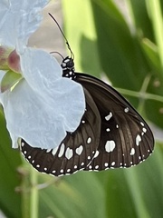 Euploea