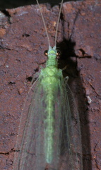 Chrysopa quadripunctata