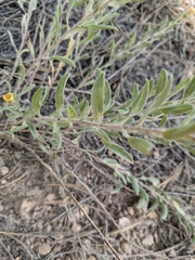Heterotheca hirsutissima