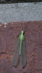 Chrysopa quadripunctata