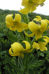 Lilium kesselringianum