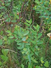 Apocynum androsaemifolium