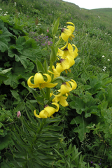 Lilium kesselringianum