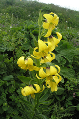 Lilium kesselringianum