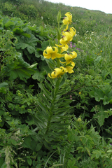 Lilium kesselringianum
