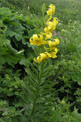 Lilium kesselringianum
