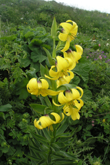 Lilium kesselringianum