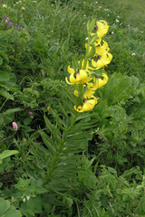Lilium kesselringianum