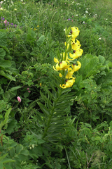 Lilium kesselringianum