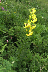 Lilium kesselringianum