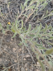 Heterotheca hirsutissima