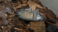 Lecanicillium saksenae