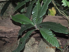 Eriobotrya japonica
