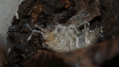 Lecanicillium saksenae