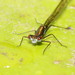 Splendid Longlegs - Photo (c) Reiner Richter, some rights reserved (CC BY-NC-SA), uploaded by Reiner Richter