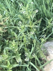 Veronica anagallis-aquatica