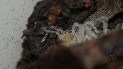 Lecanicillium saksenae