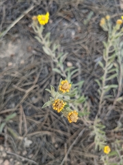 Heterotheca hirsutissima