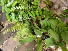 Christella parasitica