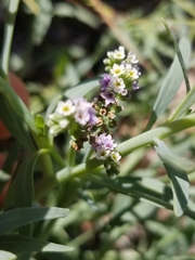 Heliotropium curassavicum