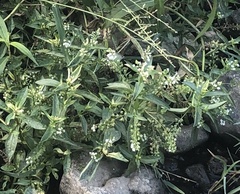 Veronica anagallis-aquatica