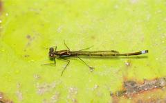 Austrocnemis splendida