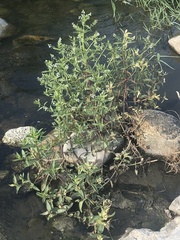 Veronica anagallis-aquatica