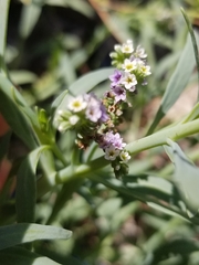 Heliotropium curassavicum