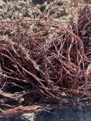 Gracilariopsis