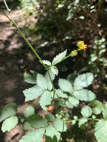 beaked agrimony (Agrimonia rostellata)