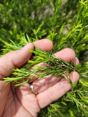 Melaleuca bracteata