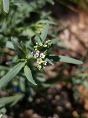 Heliotropium curassavicum