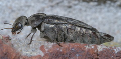Yakuhananomia bidentata