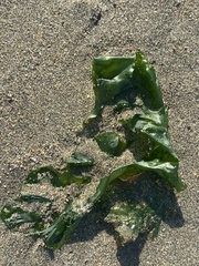 Ulva lactuca