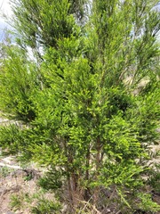 Melaleuca bracteata