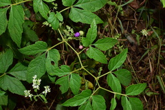 Ampelopsis glandulosa heterophylla