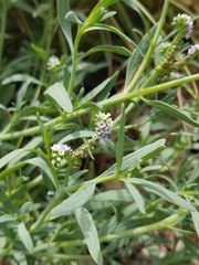 Heliotropium curassavicum