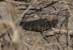 Arphia pseudonietana