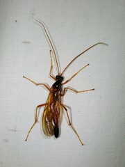 Opheltes glaucopterus barberi