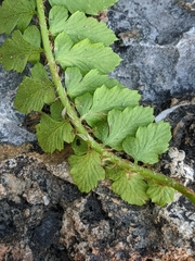 Polystichum kruckebergii