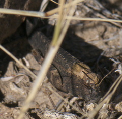 Arphia pseudonietana