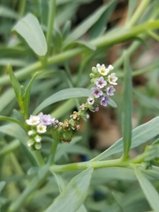 Heliotropium curassavicum