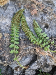 Polystichum kruckebergii